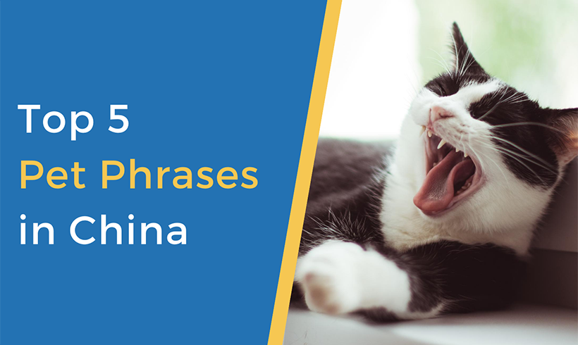 Top 5 Pet Phrases in China